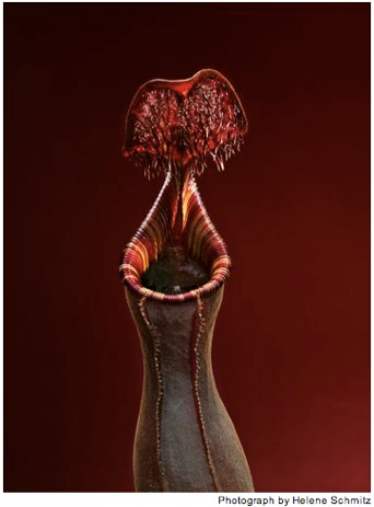 Illustration for article titled The Unfurled Petals That Lure With Sweet Poison